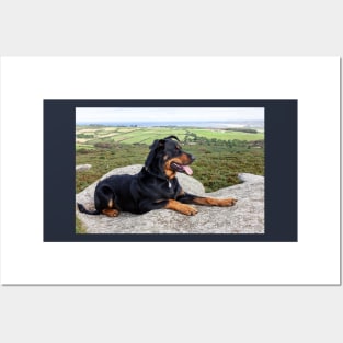 Beauceron Dog Posters and Art